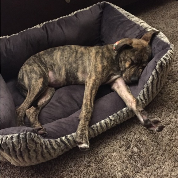 Meet your Posher, Riley - Picture 3 of 3